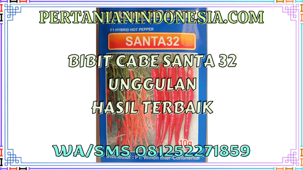 Bibit Cabe Santa 32 Unggulan Hasil Terbaik
